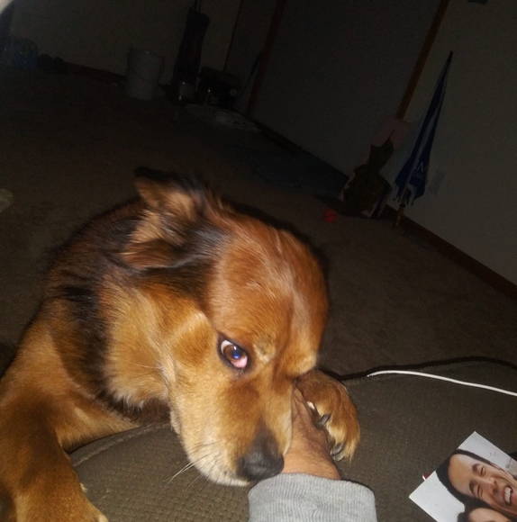 Meet your Posher, Bob - Picture 1 of 1